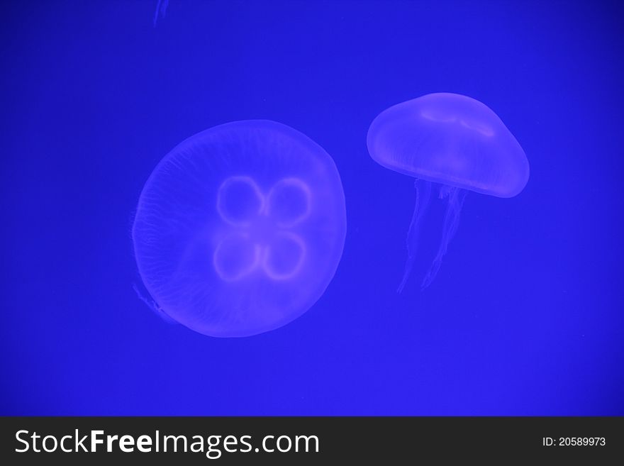 Marine Life - Transparent and beautiful sea jellyfish