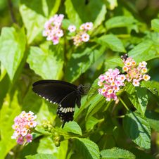 Common Mormon Butterfly Feeding On Lantana Royalty Free Stock Image