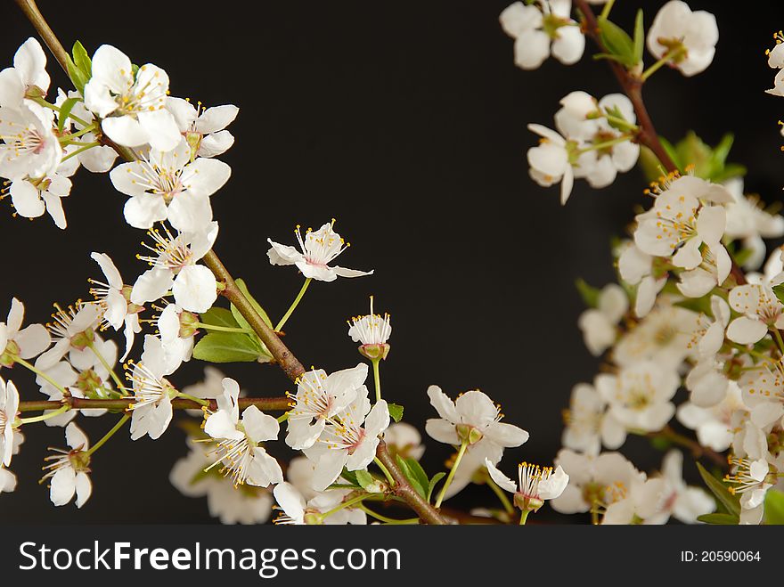 Spring blooming white plum flowers over black background. Spring blooming white plum flowers over black background