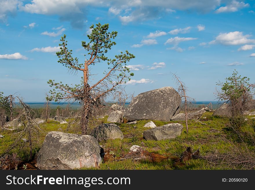 A huge split boulder lies among the dead trees on the mountain top. A huge split boulder lies among the dead trees on the mountain top