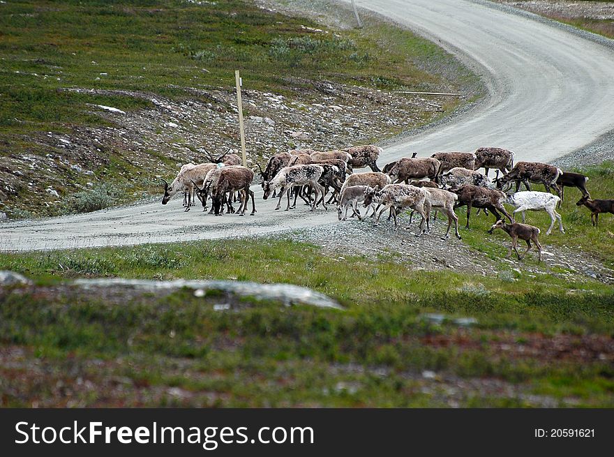 Reindeer on hiking in the mountains