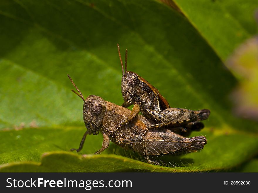 Two Grasshoppers mating in close up on the leaf of a strawberry plant. Two Grasshoppers mating in close up on the leaf of a strawberry plant