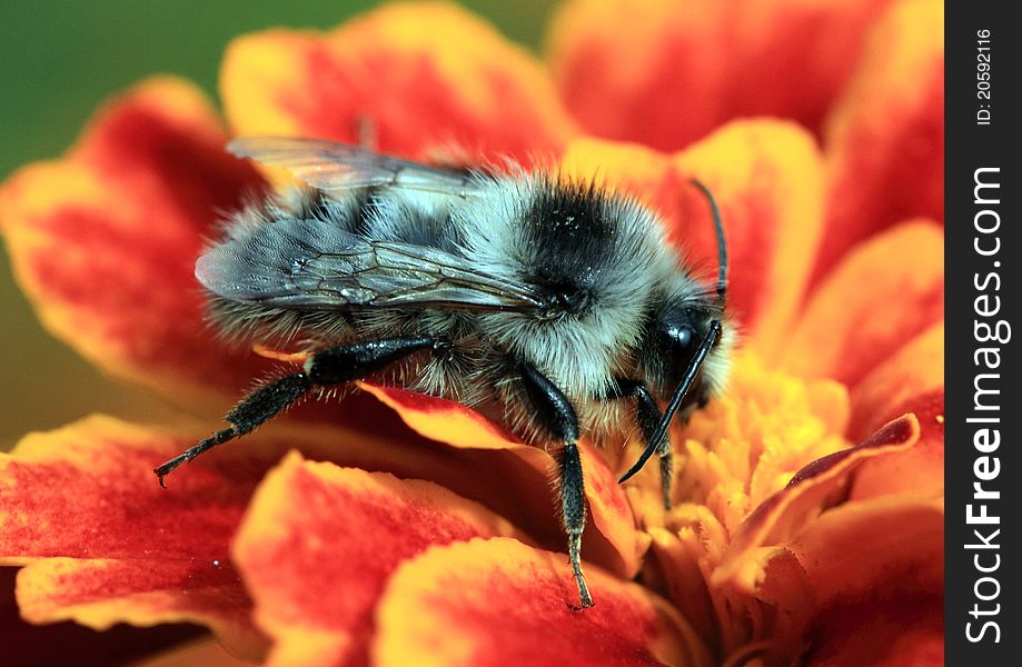 The bumblebee collects pollen on a flower