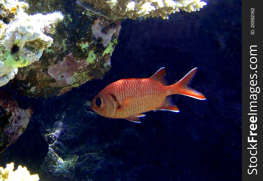 Red fish with big eyes