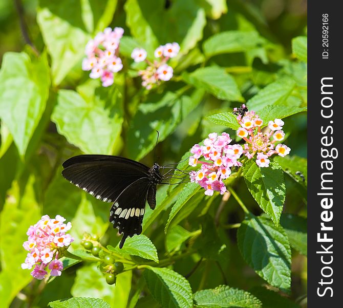 Common Mormon Butterfly Feeding on Lantana