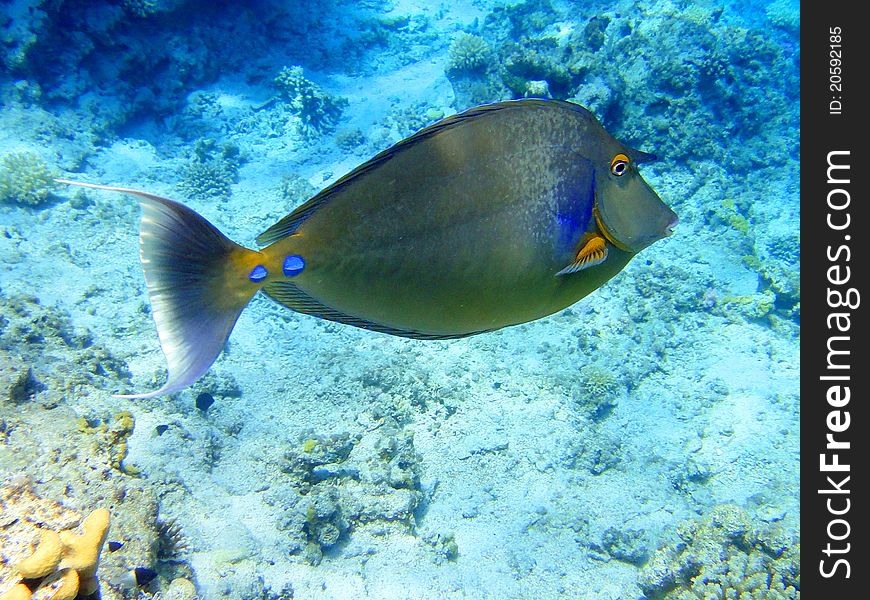 Rhino fish in Red sea, Sharm El Sheikh, Egypt