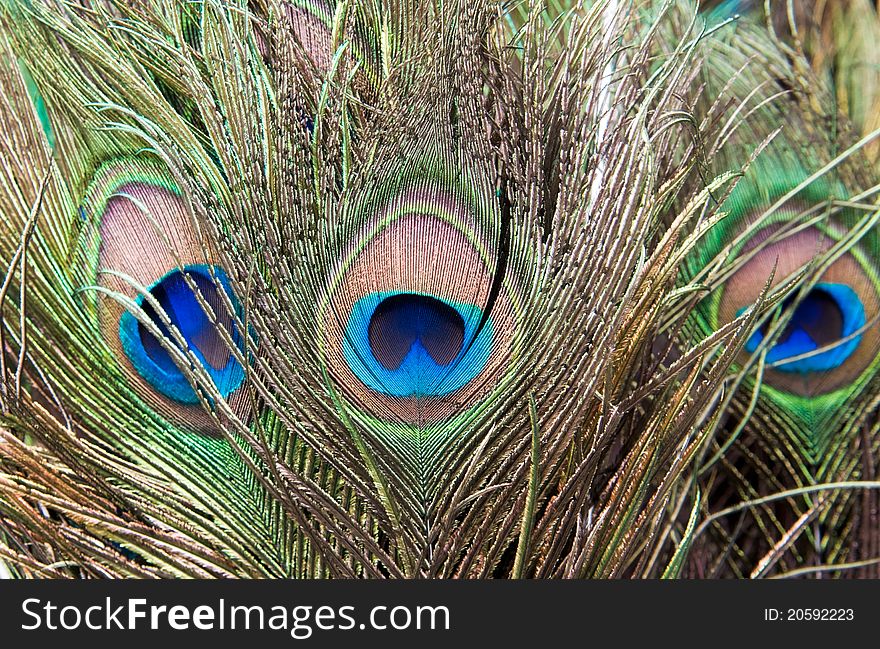 Close up details of the eye of a peacock feather. Close up details of the eye of a peacock feather