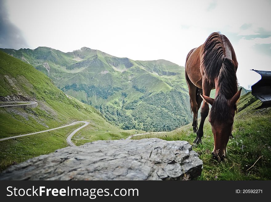 Horse eating grass in the top of the montain. Horse eating grass in the top of the montain