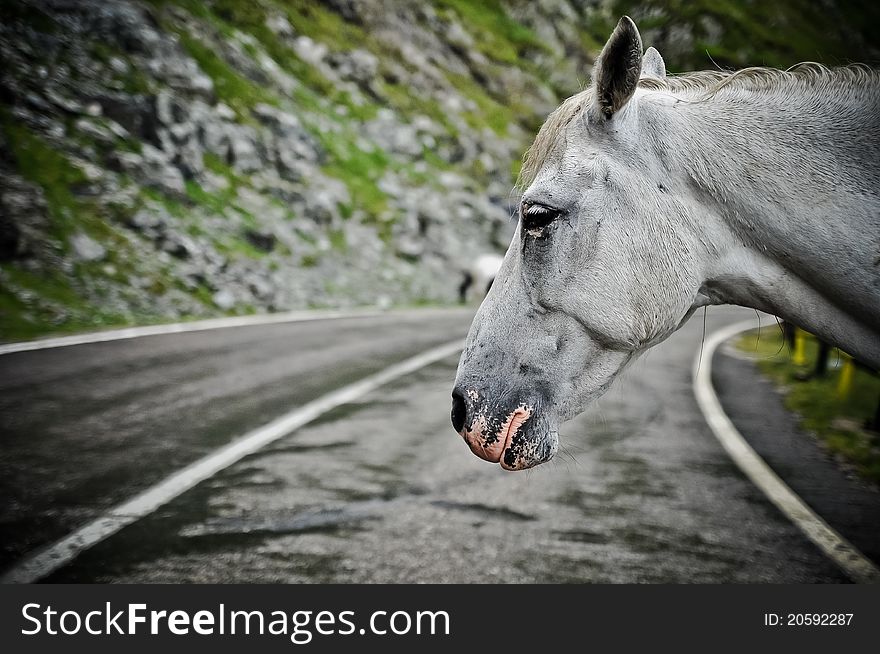 A sad horse in a middle of the road