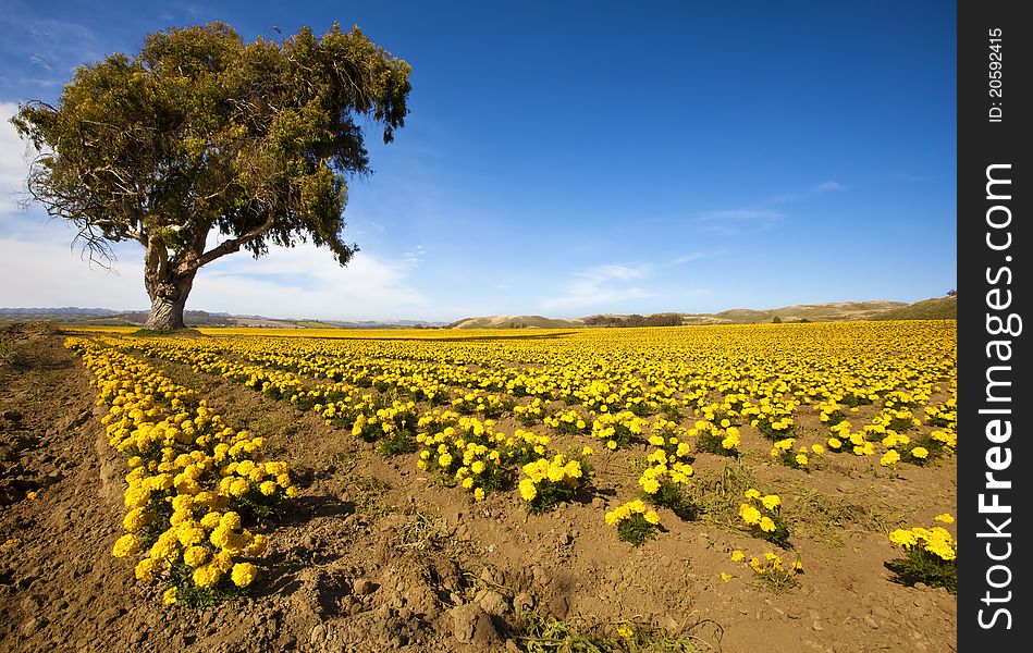 Marigold farming in southern California. Marigold farming in southern California.