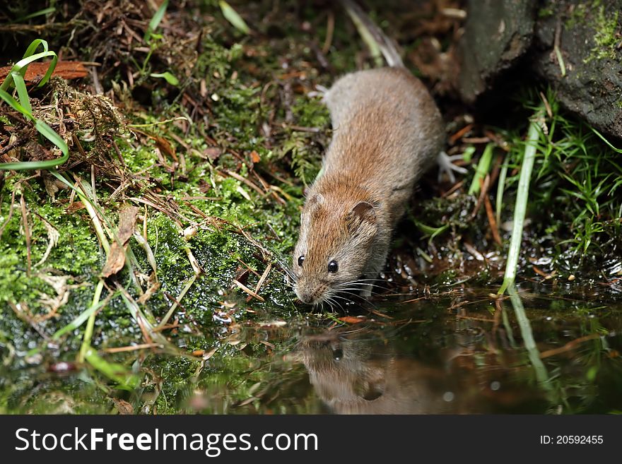 Woodmouse near a water in the forrest