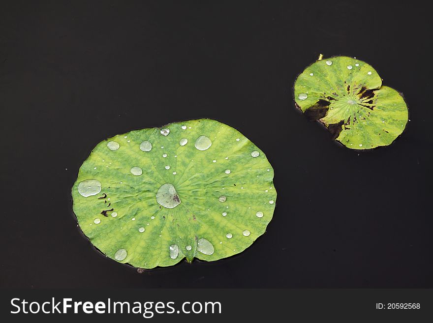 Wild lotus leaves in rural