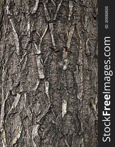 Closeup of scholartree bark in china