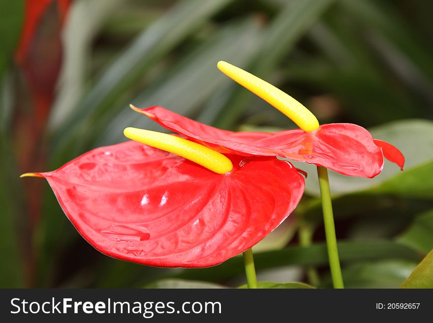 Closeup of pictures, flowers looks very beautiful