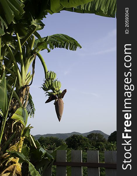 Green Banana in my garden with blue sky