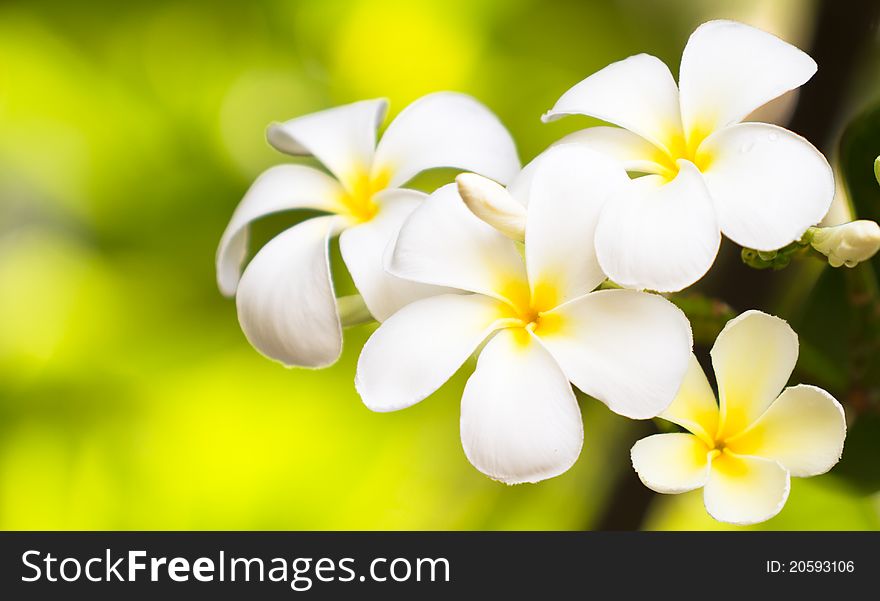 White Plumerias in front of natural background