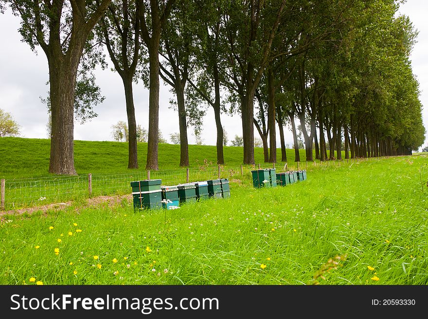 A row of wooden bee hives in the field