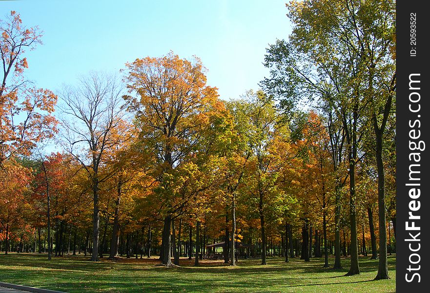 Fall in a park with bright autumnal colors and multicolored leaves on trees. Fall in a park with bright autumnal colors and multicolored leaves on trees