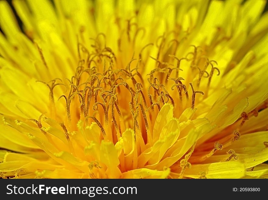 Close-up of Dandelion flower. Close-up of Dandelion flower