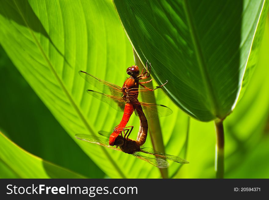 A pair of red dragonflies matting with a green background. A pair of red dragonflies matting with a green background
