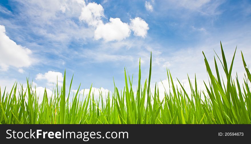 Green grass attach with blue sky