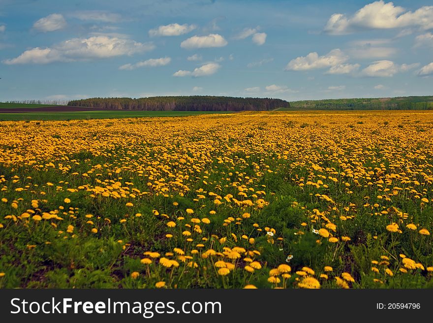 A beautiful field of yellow dandelions. A beautiful field of yellow dandelions.