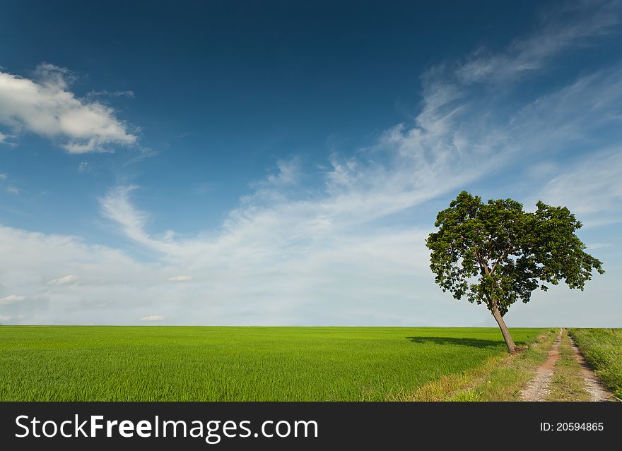 Lonely tree on green paddy rice with beautiful sky