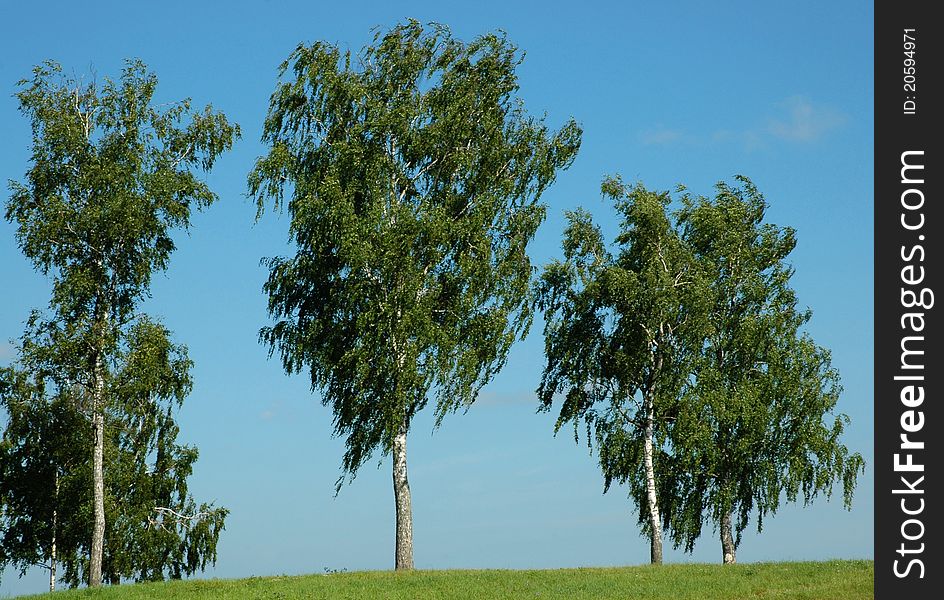 Birches on the green hill. Birches on the green hill