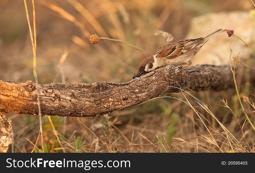 A Tree Sparrow with prey