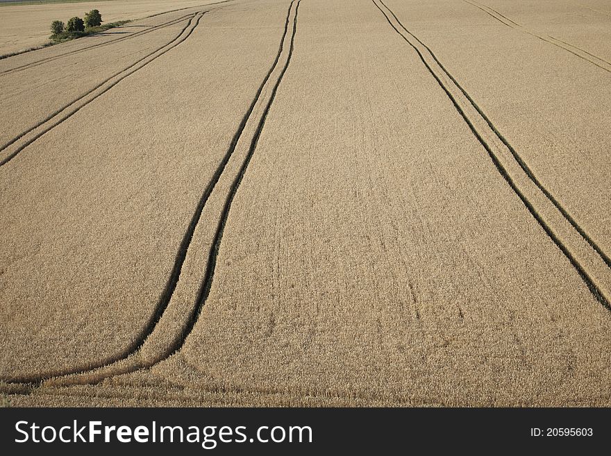 Tractor trail in wheat field, Summer in the Czech Republic