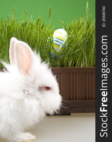 White Easter Bunny with grass and egg