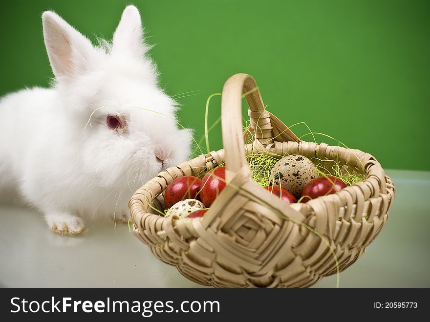 Front view of a white bunny, near a basket full of painted Easter eggs