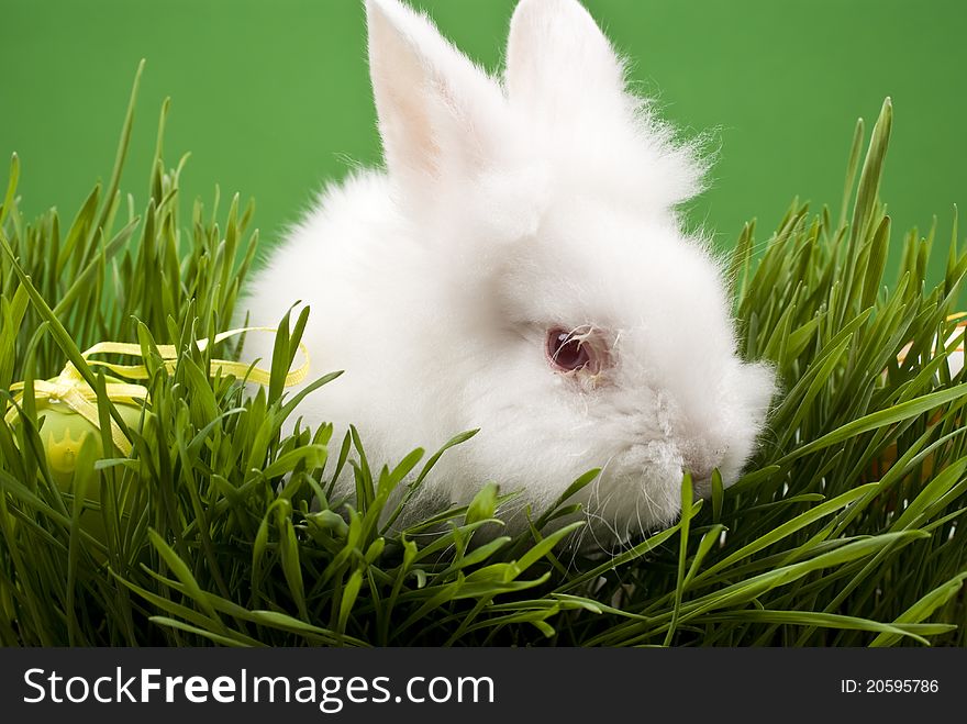 Very Cute Easter Bunny on grass