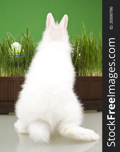 Very Cute Easter Bunny on grass