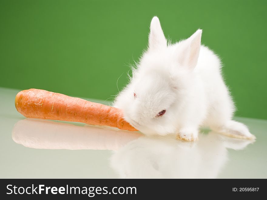 White small rabbit eating a carrot