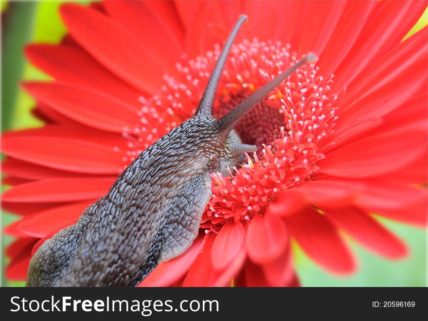 Helix aspersa on Gerbera flower. Helix aspersa on Gerbera flower