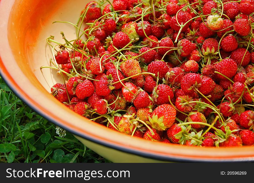 Fresh strawberry in a basin