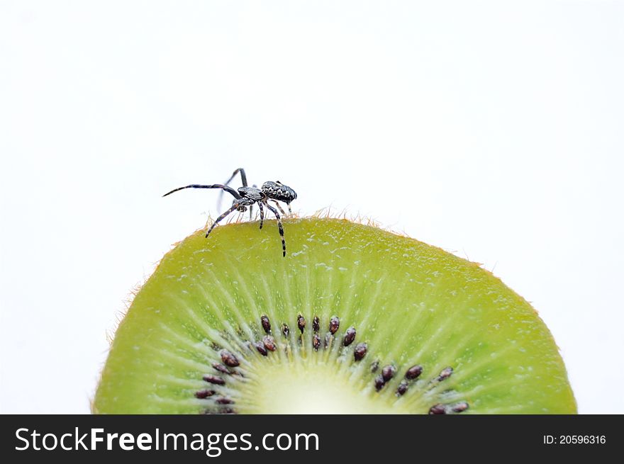 A spider crawling over a Kiwi Fruit. A spider crawling over a Kiwi Fruit