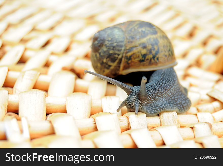 Snail On Woven Wood Surface