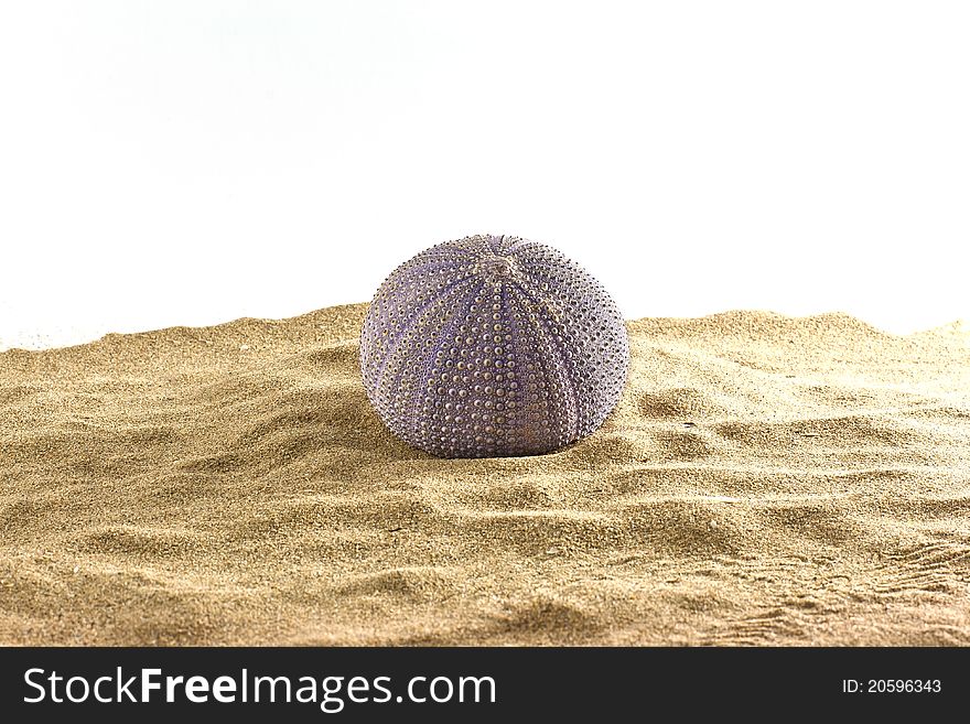 Urchin on sand isolated on white