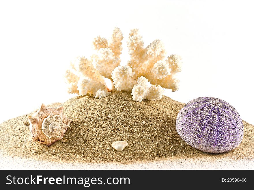 Coral,mussell and seaurchin on sand isolated on white. Coral,mussell and seaurchin on sand isolated on white