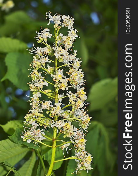 Chestnut flowers