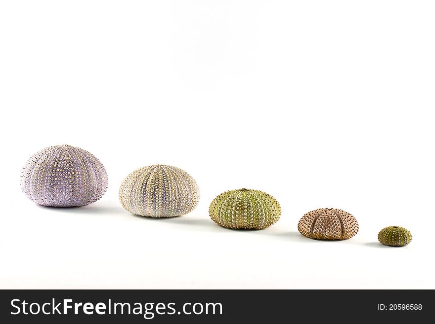 Urchin on sand isolated on white