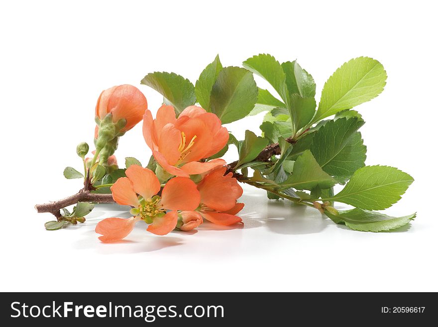 Flowering quince branch with flower