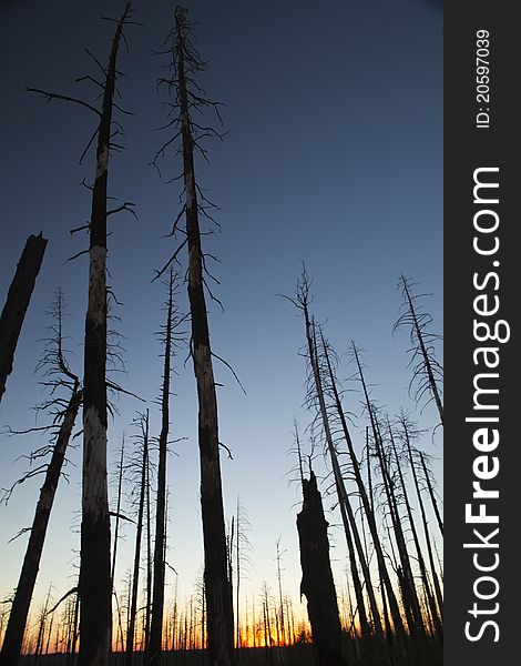 This is taken after the arizona fire in 2011. A sunset photo of what is left of the pine forest after the fire. A haunting but beautiful image. This is taken after the arizona fire in 2011. A sunset photo of what is left of the pine forest after the fire. A haunting but beautiful image.