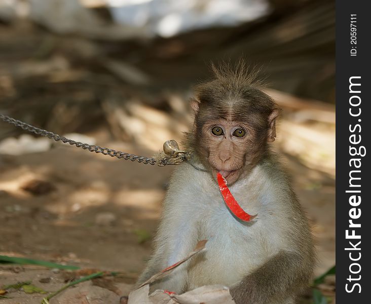 Monkey (macaque) in a natural environment, South India, Kerala