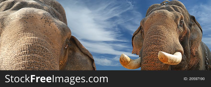 Face of Asian Elephant, or Indian, Kerala, South India