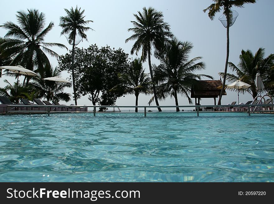 Coconut Palms Around The Pool