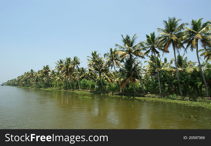 Coconut palms on the shore of the lake