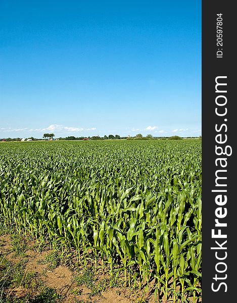 Green maize field in summer sun